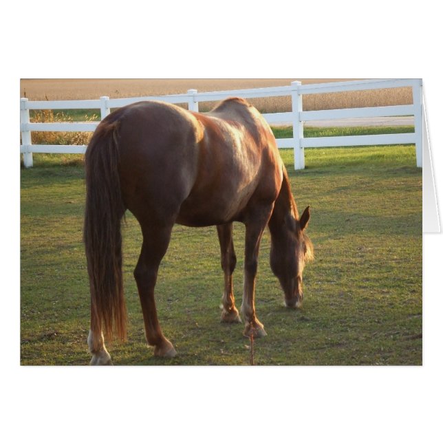 Grazing Mare (Front Horizontal)
