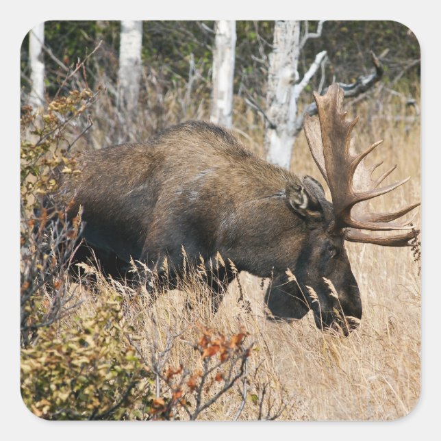 Grazing Moose Square Sticker (Front)