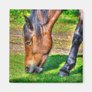 Grazing New Forest Pony Wildlife Magnet