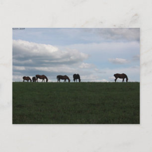 Grazing on the hill postcard