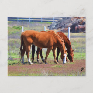Grazing Pair Postcard