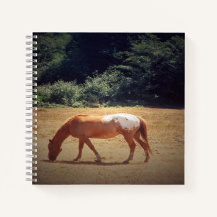 Grazing Palomino.... Notebook