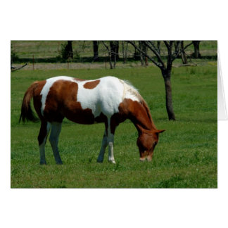 Grazing Pinto