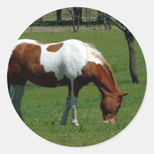 Grazing Pinto Classic Round Sticker (Front)