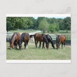 Grazing Quarter Horses Postcard