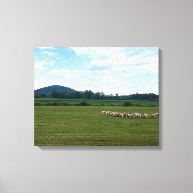 Grazing Sheep Canvas Print (Front)