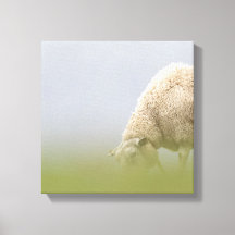 Grazing Sheep Nature Photo