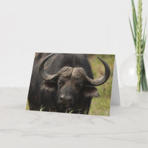 Grazing Water Buffalo  Greeting Card