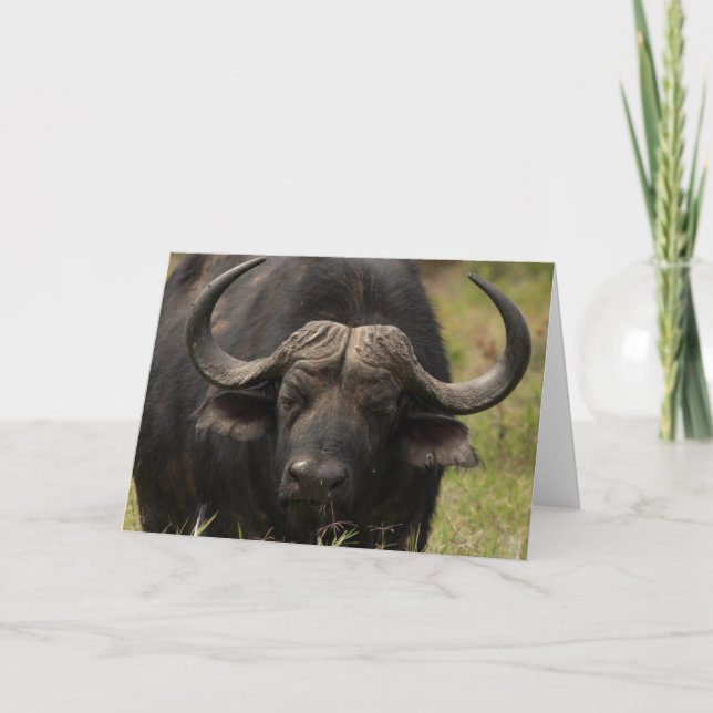 Grazing Water Buffalo  Greeting Card (Front)
