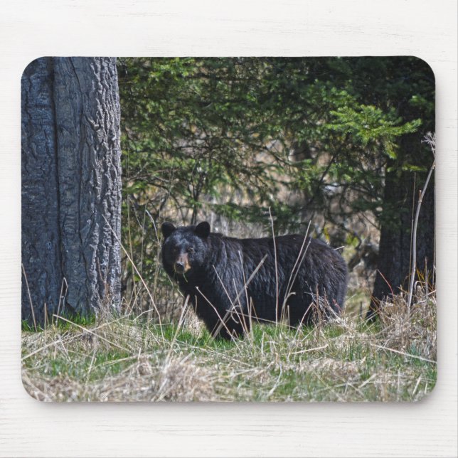 Grazing Wild Black Bear Wildlife Photo Mouse Pad (Front)