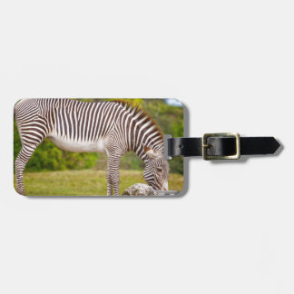 Grazing Zebra Luggage Tag