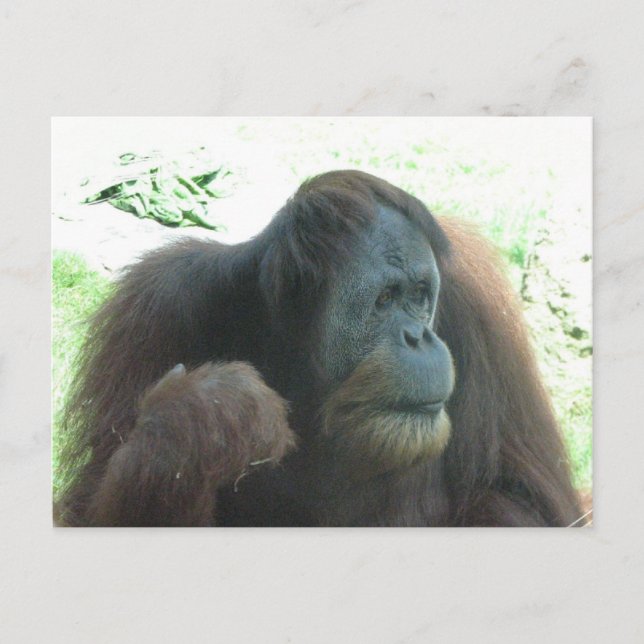 Great Ape Postcard (Front)
