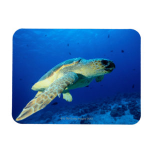 Great Barrier Reef, Australia 2 Magnet