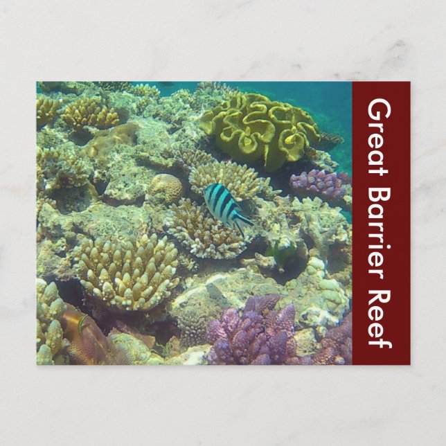 great barrier reef australia postcard (Front)