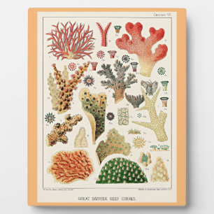 Great Barrier Reef Corals Plaque