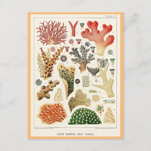 Great Barrier Reef Corals Postcard