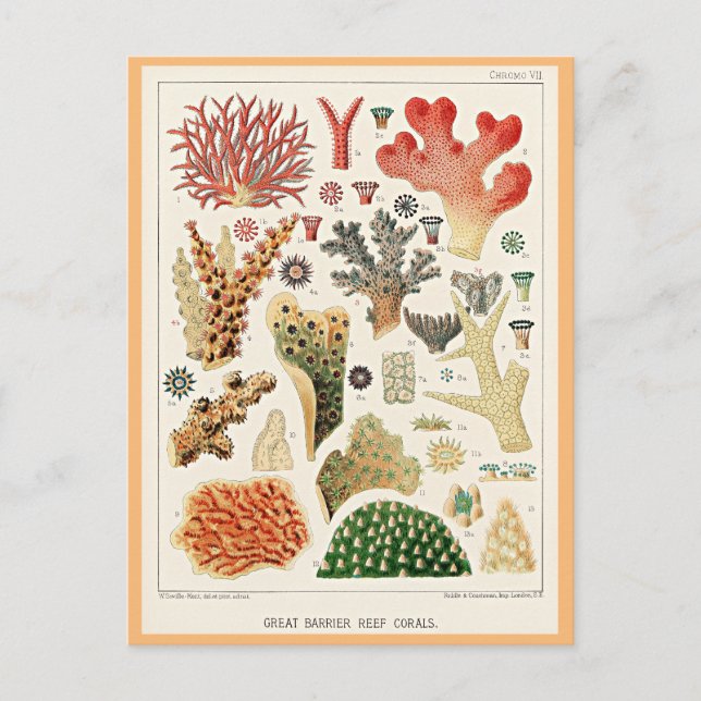 Great Barrier Reef Corals Postcard (Front)
