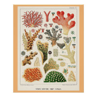Great Barrier Reef Corals