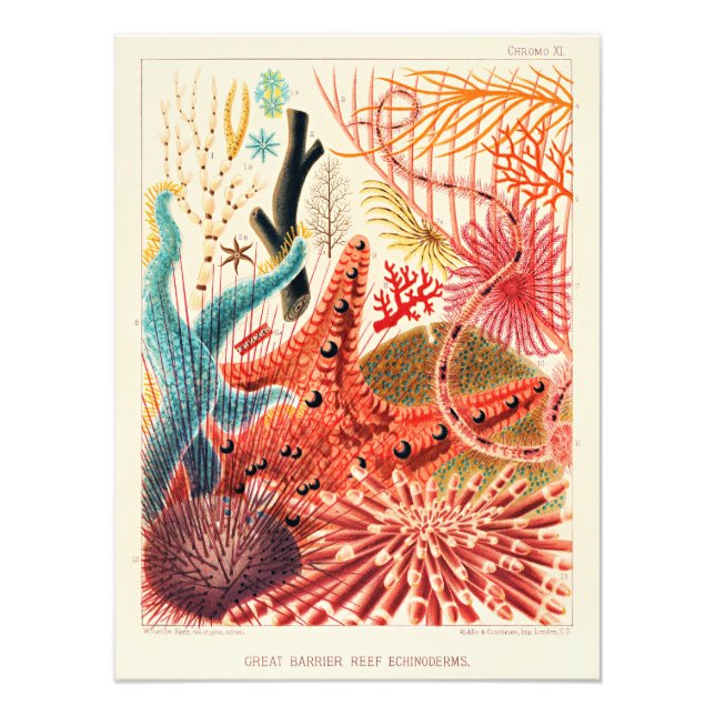 Great Barrier Reef Echinoderms Photo Print (Front)