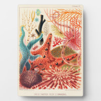 Great Barrier Reef Echinoderms