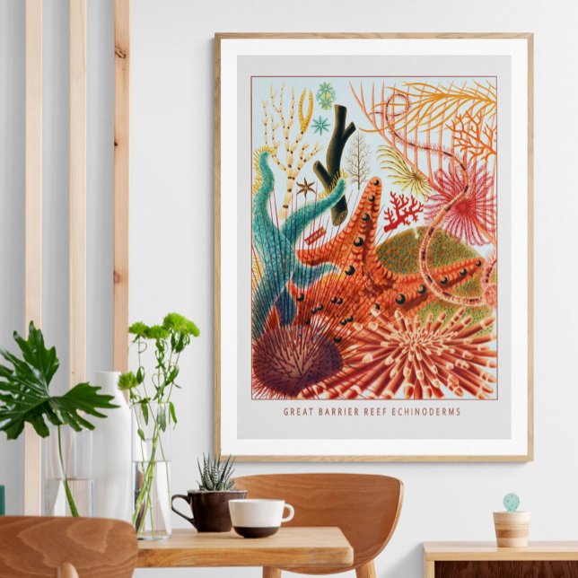 Great Barrier Reef Echinoderms | Vintage  Poster (Creator Uploaded)