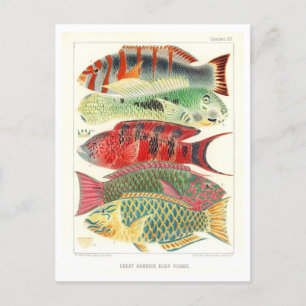 Great Barrier Reef Fish Vintage Postcard