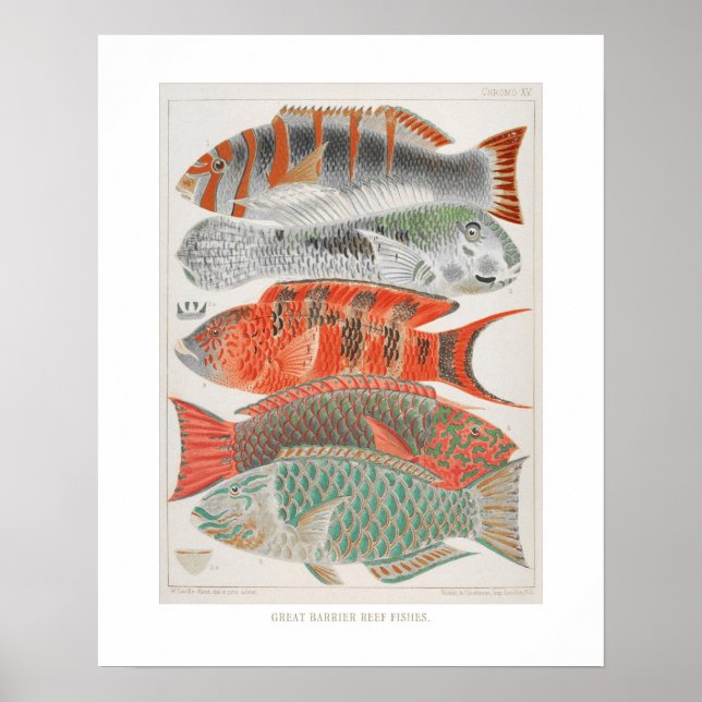Great Barrier Reef Fishes in Coral, Art Print (Front)