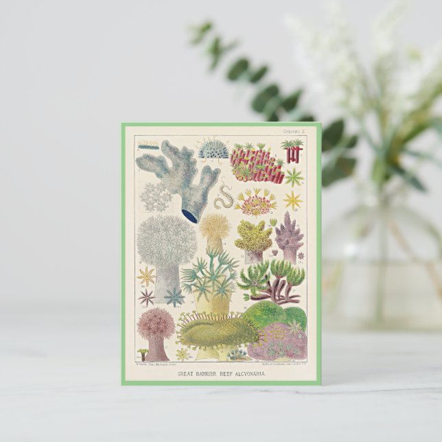 Great Barrier Reef of Australia, Alcyonaria, Postcard (Standing Front)