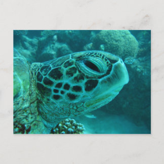 Great Barrier Reef Turtle Postcard