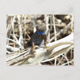 Great Basin Fence Lizard at Joshua Tree Postcard
