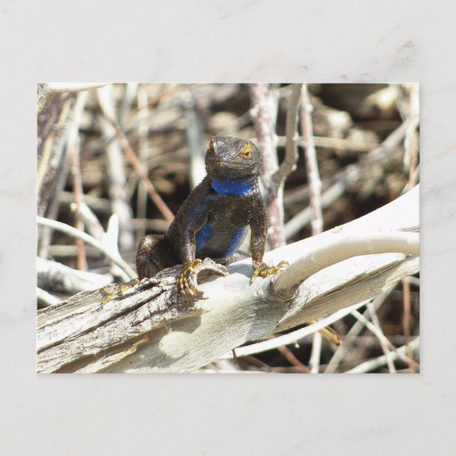 Great Basin Fence Lizard at Joshua Tree Postcard (Front)