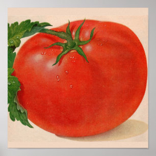 great BIG juicy tomato Poster