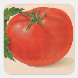 great BIG juicy tomato Square Sticker