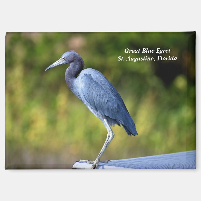 Great blue egret magnet (Front)