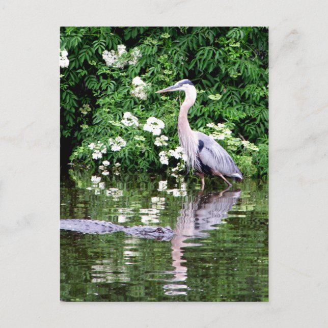 Great Blue Heron and Alligator Postcard  (Front)