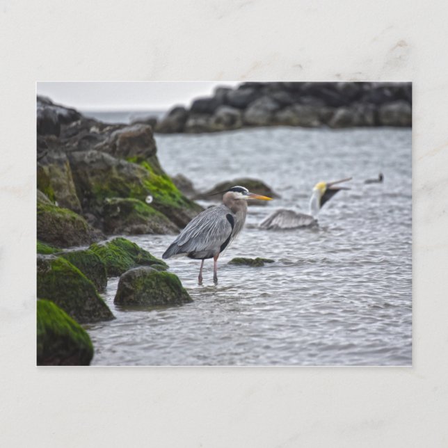 Great Blue Heron and Brown Pelican Postcard (Front)