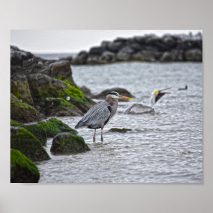 Great Blue Heron and Brown Pelican Poster