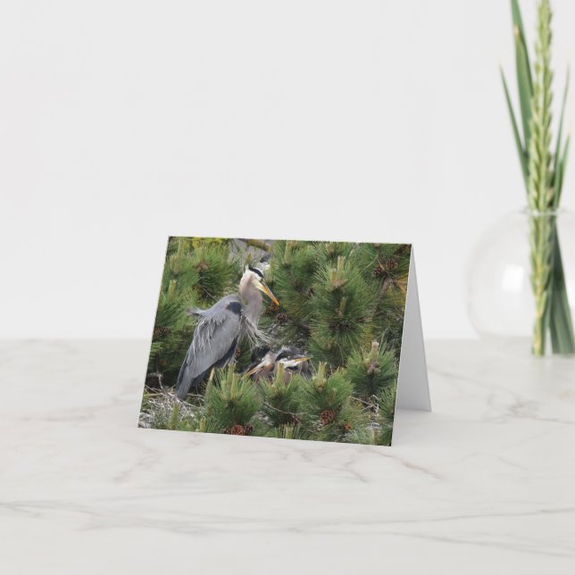 Great Blue Heron and its Babies Card (Front)