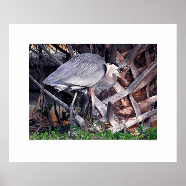 Great Blue Heron and Palm Tree Poster (Front)