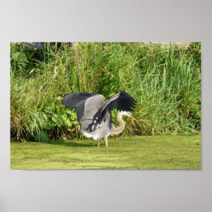 Great Blue Heron at a Pond Poster