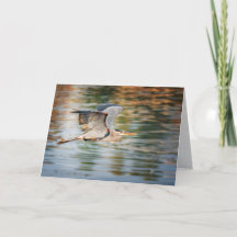 Great Blue Heron Bird  All Occasion Blank