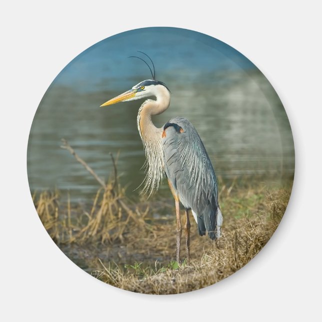 Great Blue Heron Bird Magnet (Front)