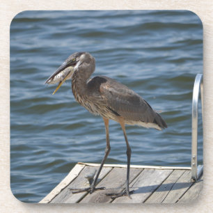 Great Blue Heron Bird Nature Wildlife Photography Coaster