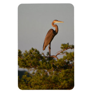 Great Blue Heron Bird Nature Wildlife Photography Magnet