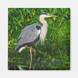 Great Blue Heron Bird Wildlife Photo Magnet