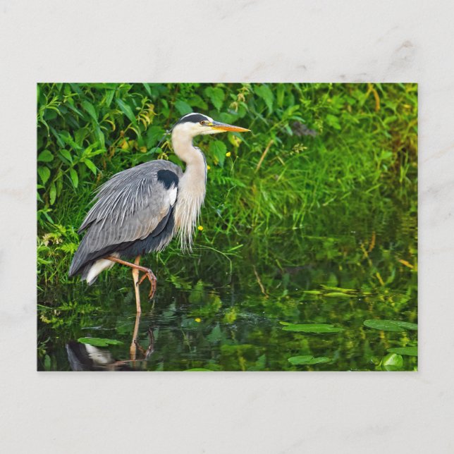 Great Blue Heron Bird Wildlife Photo Postcard (Front)