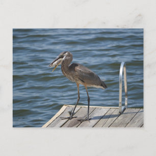 Great Blue Heron Bird Wildlife Photograph Postcard