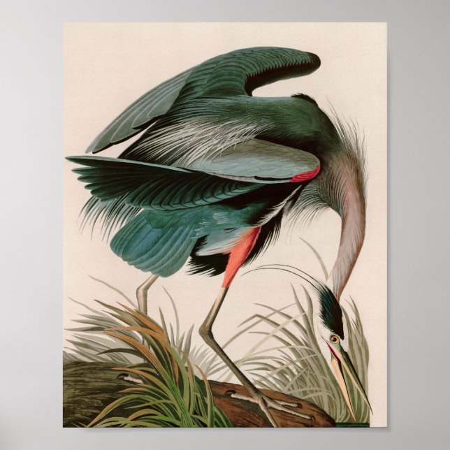 Great Blue Heron Birds of America Audubon Print (Front)
