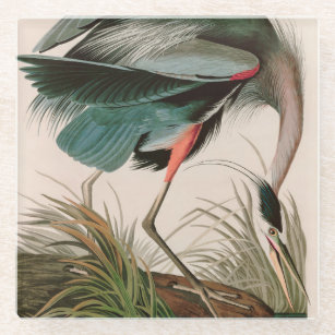Great Blue Heron Birds of America Audubon Print Glass Coaster