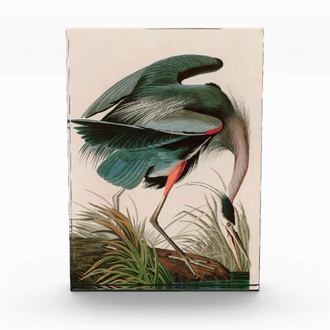 Great Blue Heron Birds of America Audubon Print Photo Block (Front)
